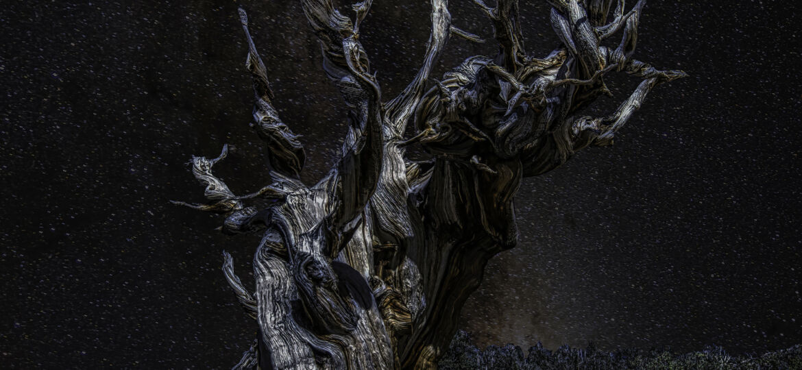 Methuselah - Ancient Bristlecone Pine Forest2